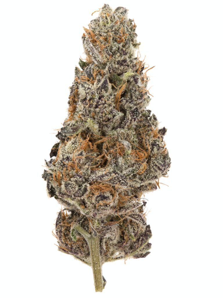 Black D.O.G. OG is a heavy-hitting indica-dominant hybrid, known for its intensely relaxing effects and high THC potency. A cross between Blackberry Kush and Emerald Headband, this strain delivers a potent, full-body high with a burst of cerebral euphoria before melting into deep relaxation.